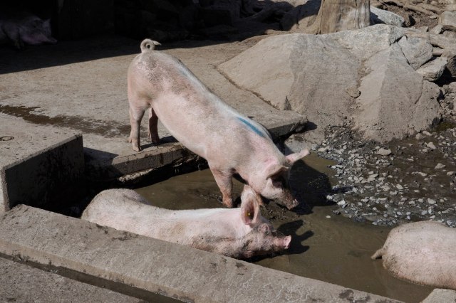 Novo dostignuće naučnika: Uz pomoć svinja otvorili put za 